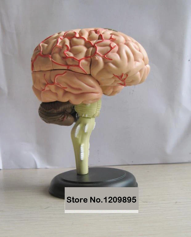 PVC vergrößert 2x abnehmbares menschliches Gehirn funktionelles medizinisches